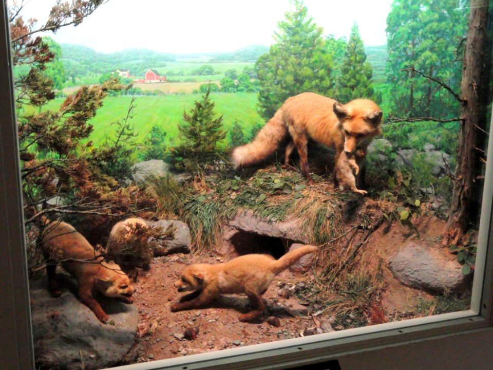 Fox diorama - Springfield Science Museum - Springfield, MA - DSC03423