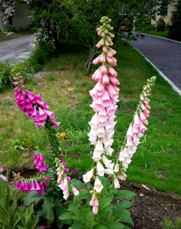 Foxgloves - Arlington, MA