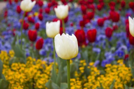 Floral macro garden