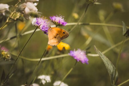 Summer nature pointed flower