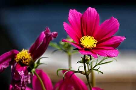 Cosmea bipinnata kosmee flower photo