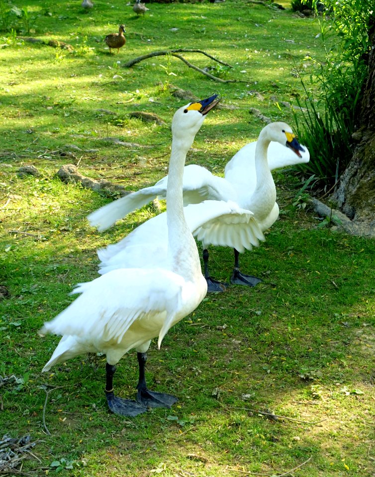Fowl - Bentley Wildfowl and Motor Museum - Halland, East Sussex, England - DSC05943