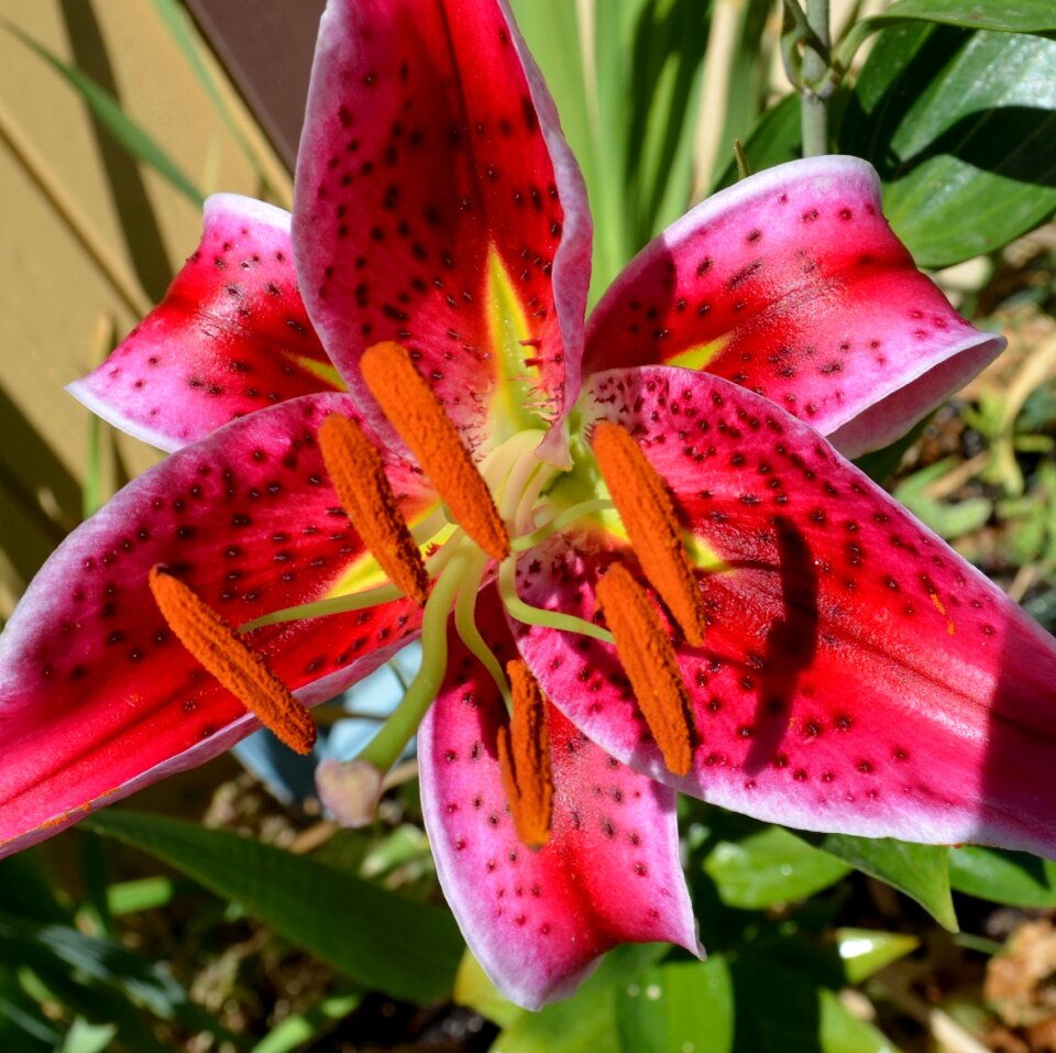 Flower floral blossom