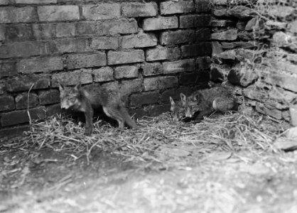 Fox cubs (1294185)