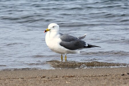 Foam sea gull seagull photo