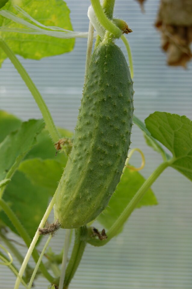 Greens food gherkin