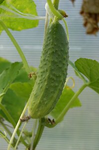 Greens food gherkin