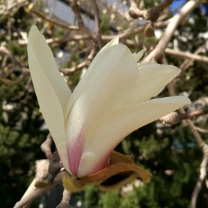 Magnolia flower spring bloom photo