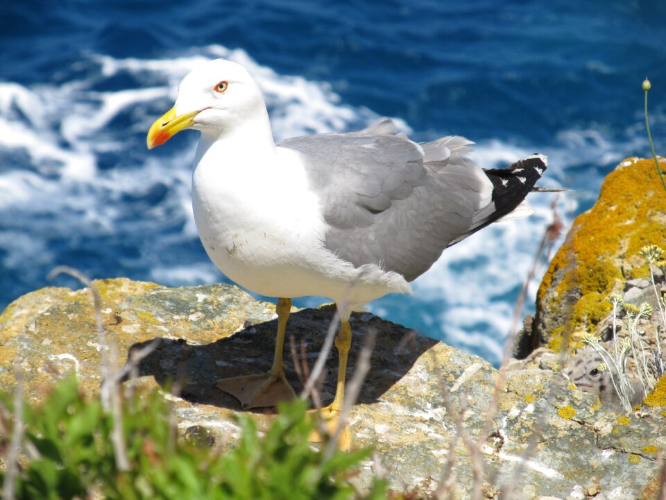 Rock gull at sea seevogel