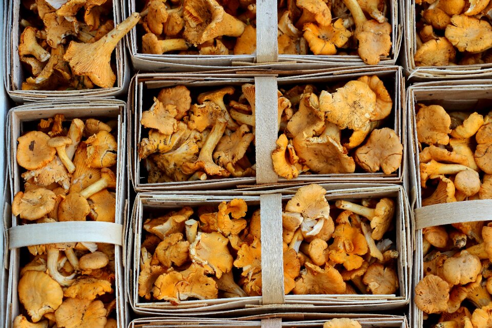 Food mushroom forest mushrooms