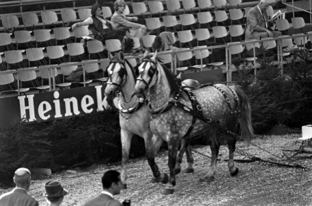Fraai uitgedost span paarden, Bestanddeelnr 918-3659