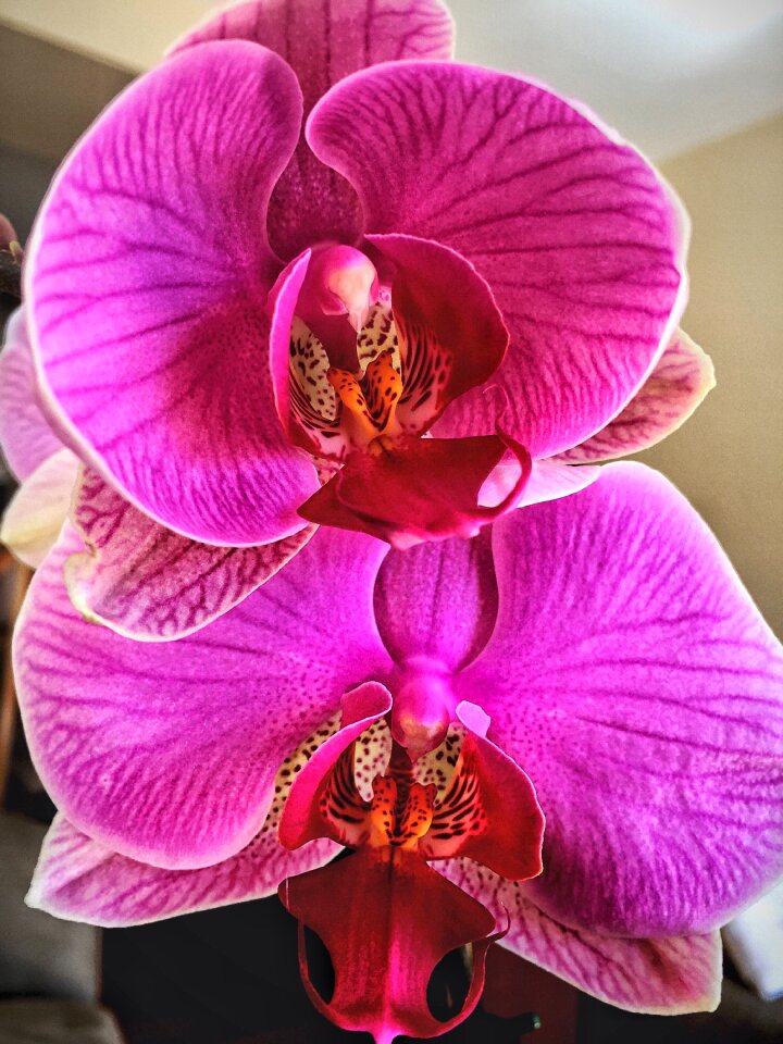 Flower tropical pink flower