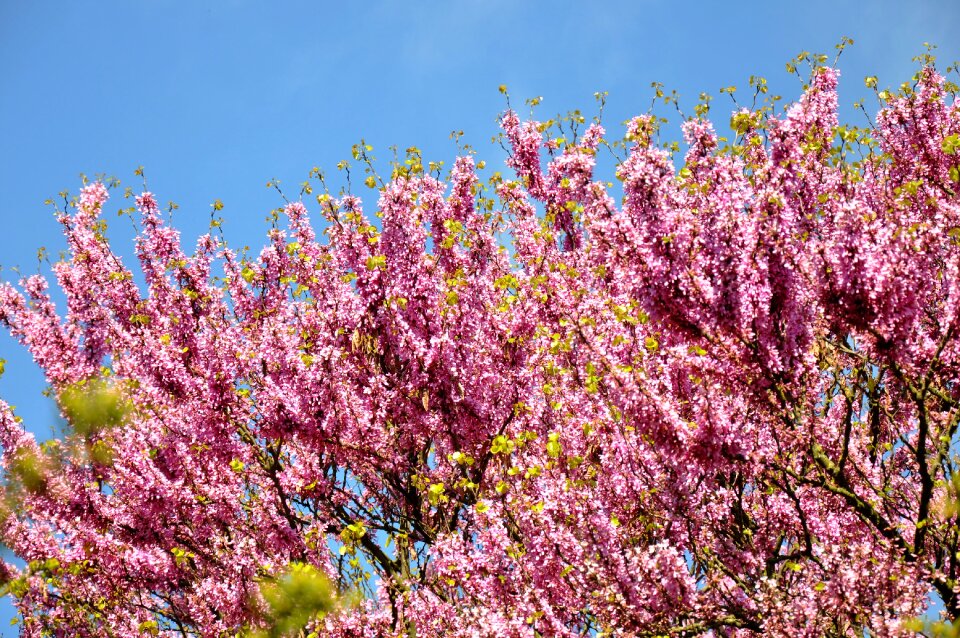 Judas tree spring bloom