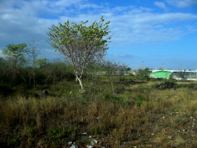 Fraccionamiento Villa Magna del Sur, Mérida, Yucatán (11)