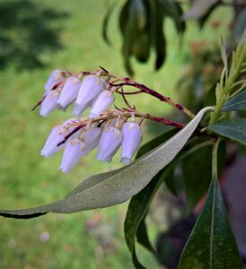 Pieris heath greenhouse ornamental shrub