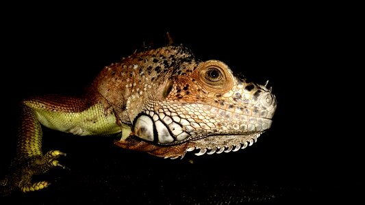 Reptile eye green