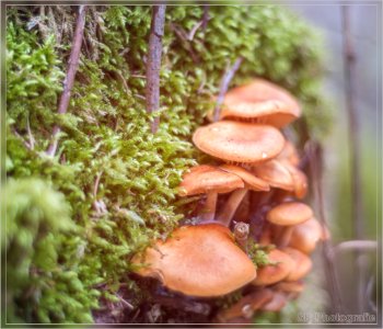 Frühling Im Wald (146860663)