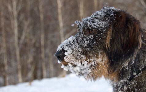 Dog winter dachshund in winter photo