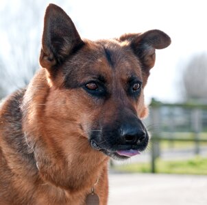 German shepherd head domestic animal photo