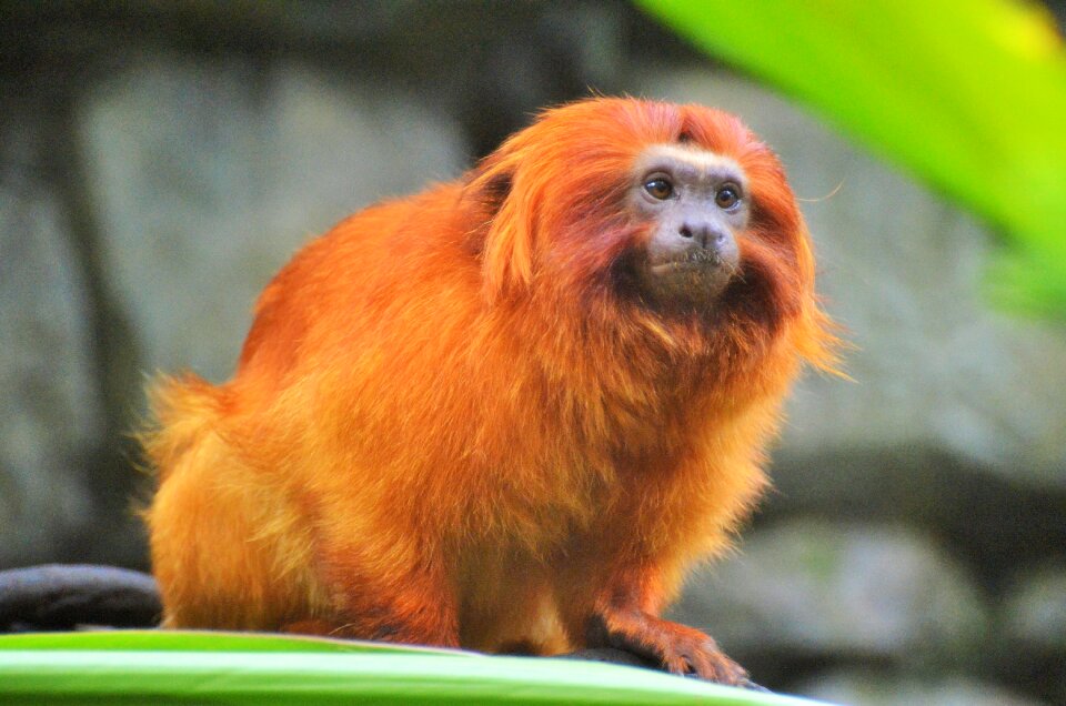 Lion tamarin funny animal