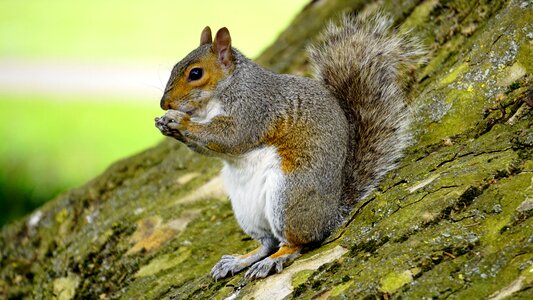 Squirrel fur tail photo