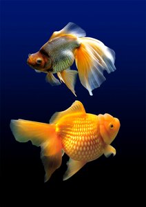 Fish aquarium water photo