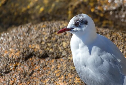 Birds nature fauna photo