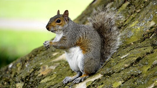 Squirrel fur tail photo
