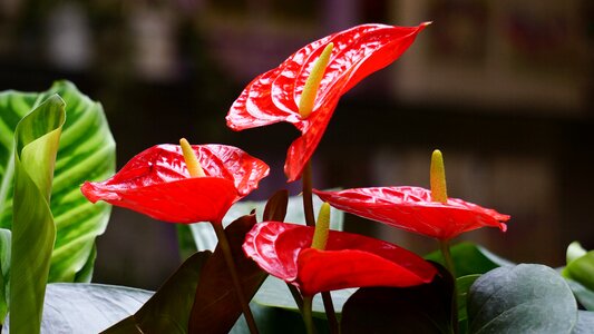 Nature spring gardening