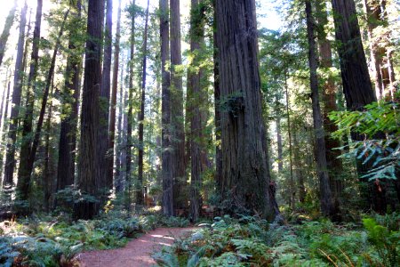 Founders Grove Loop Trail - Humboldt Redwoods State Park - DSC02496 photo