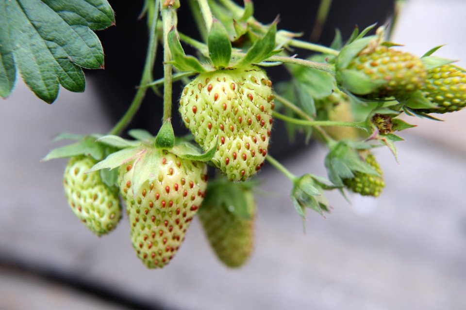 Fragaria × ananassa IMG 3026