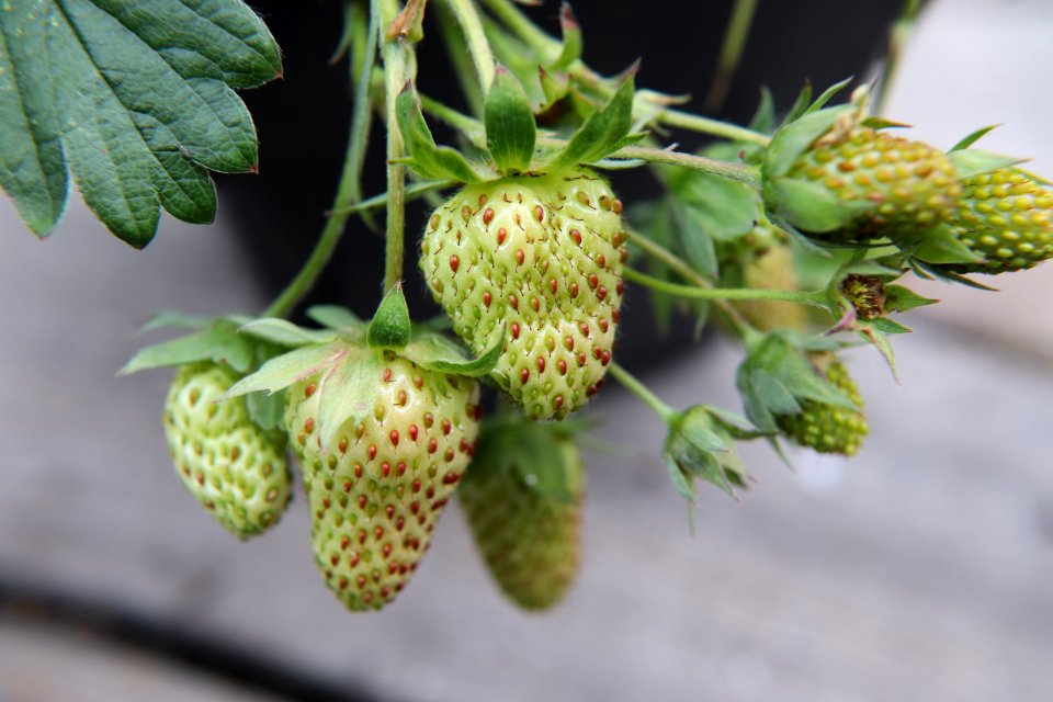 Fragaria × ananassa IMG 3027