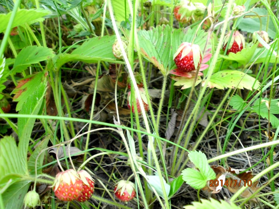Fragaria viridis