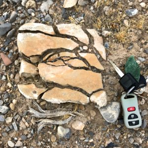 Fractured sandstone in the Nopah Range photo