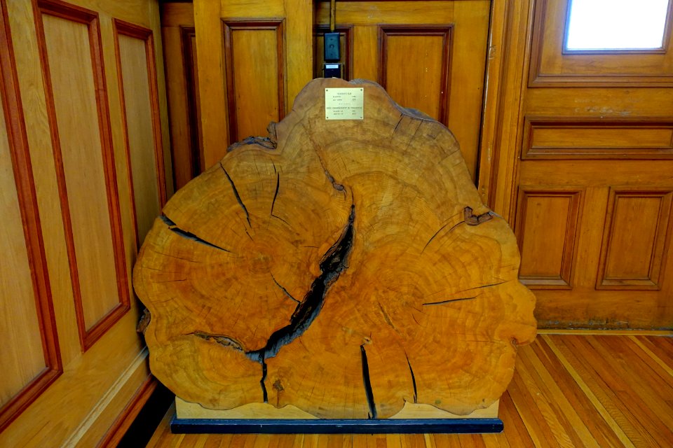 Founder's elm, planted 1790, cut down 1976 - Redpath Museum - McGill University - Montreal, Canada - DSC07759