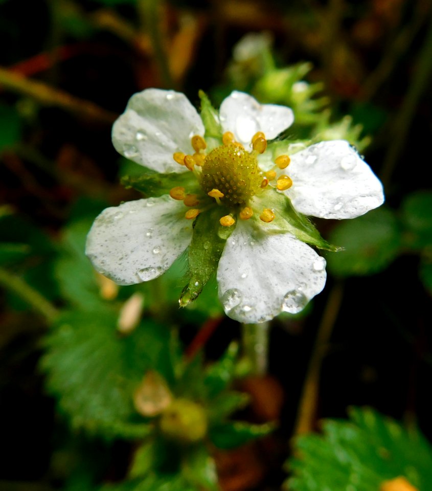 Fragaria moupinensis photo