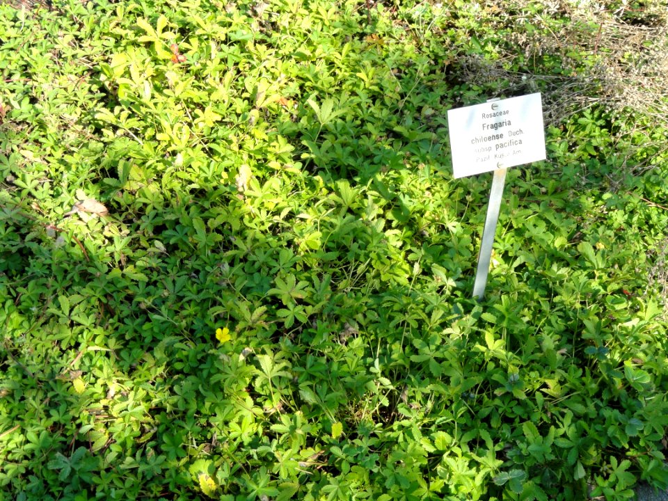 Fragaria chiloensis - Botanischer Garten, Frankfurt am Main - DSC03209