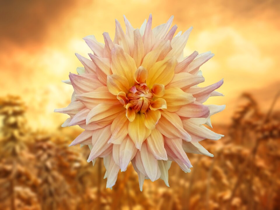 Nature golden warm