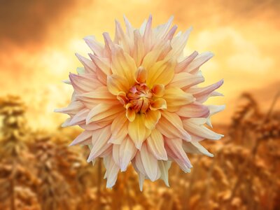 Nature golden warm