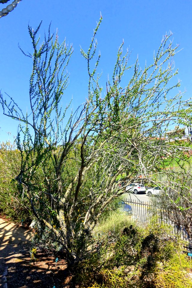 Fouquieria formosa - Mildred E. Mathias Botanical Garden - University of California, Los Angeles - DSC02917
