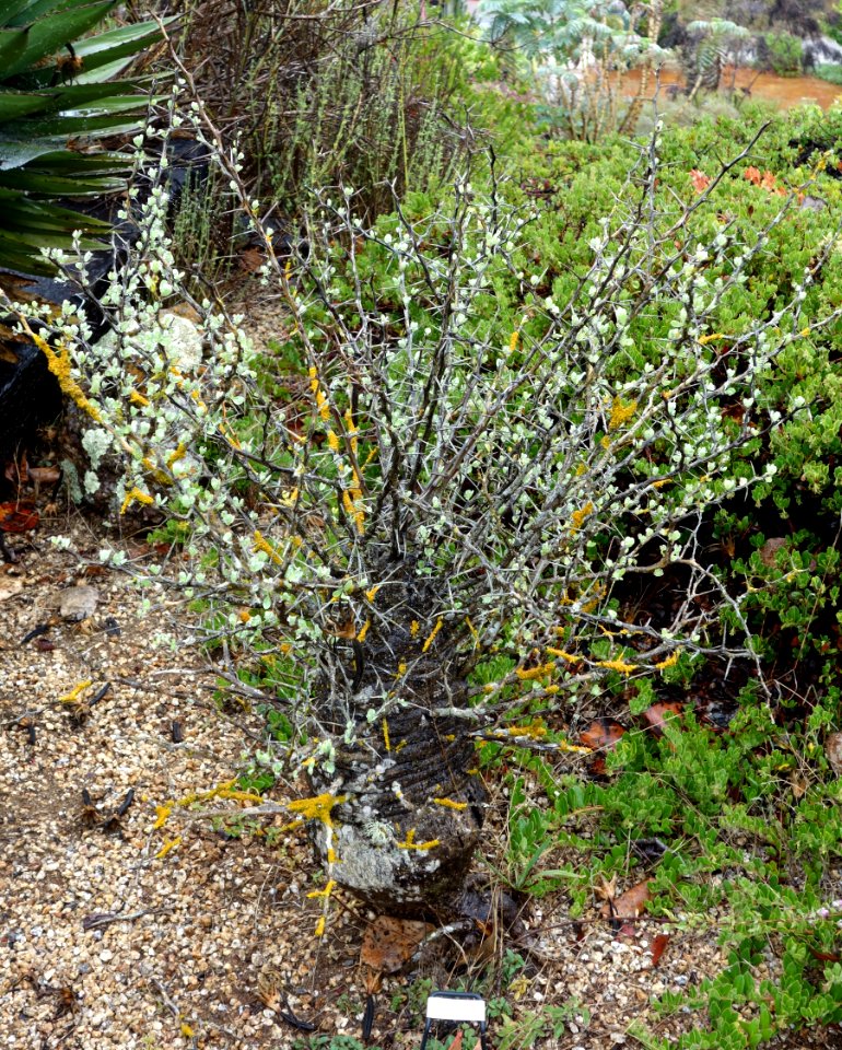 Fouquieria columnaris - UC Santa Cruz Arboretum - DSC07587
