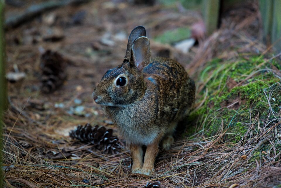 Cute fur mammal