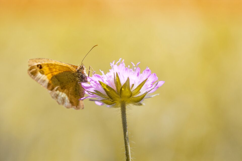 Nature animal flight insect