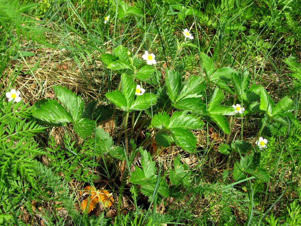Fragaria vesca Simo, Finland 03.06.2013