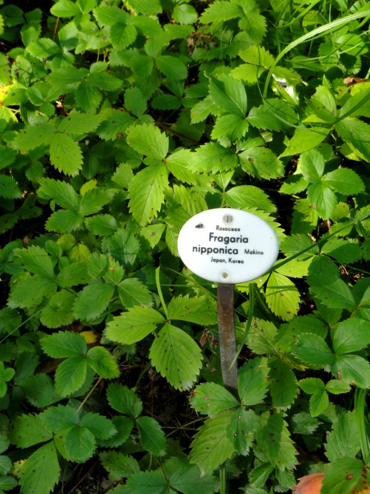 Fragaria yezoensis - Botanischer Garten, Frankfurt am Main - DSC03269