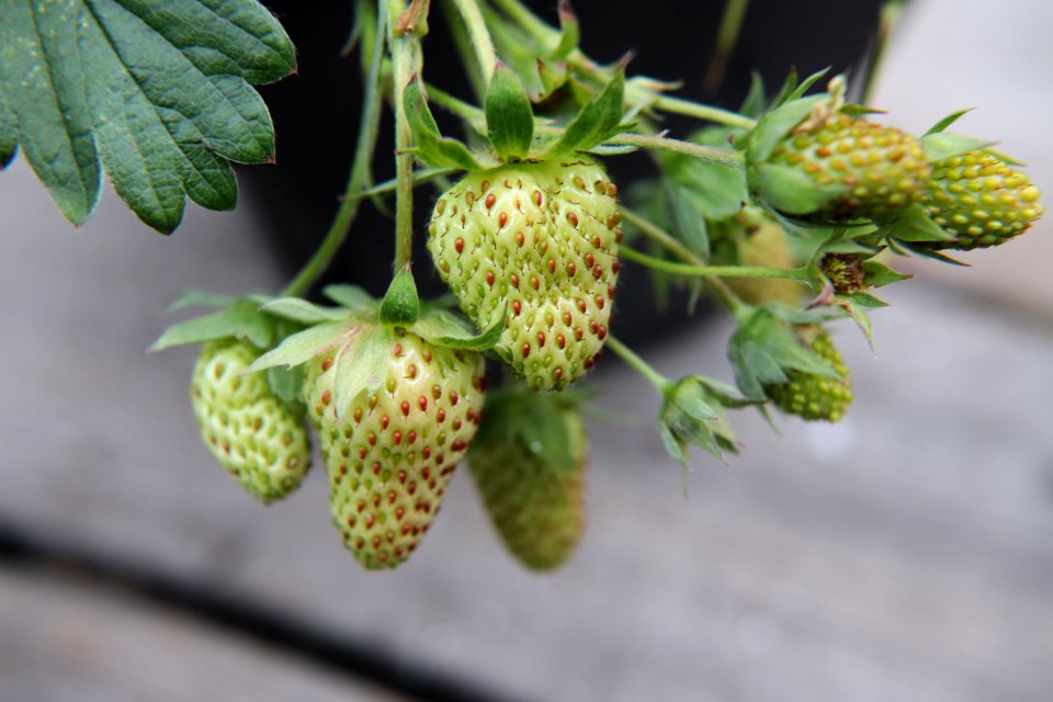 Fragaria × ananassa IMG 3268