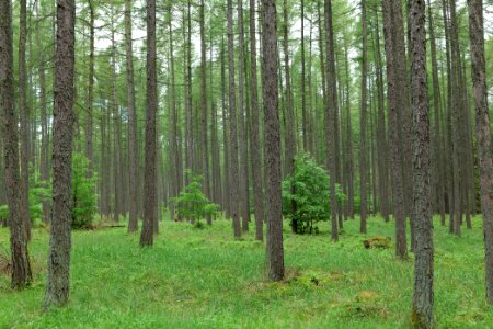 Forest in Gandenitz 2021-05-29 31
