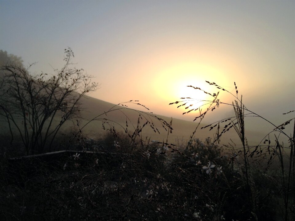 Fog morgenstimmung nature