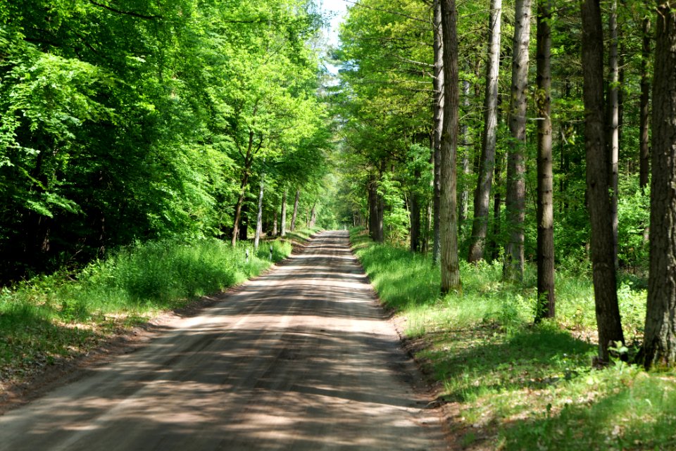 Forest in Densow 2021-05-29 62