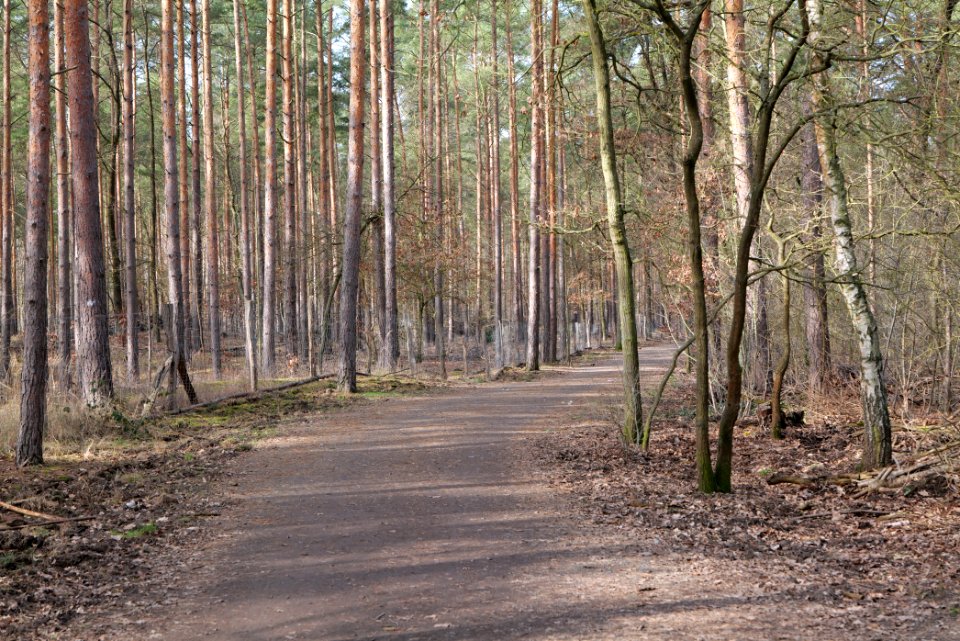 Forest in Kleinmachnow 2021-02-24 01
